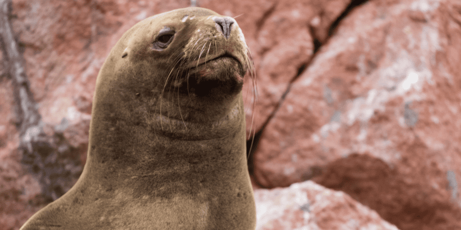 https://atoqhoteles.com/wp-content/uploads/2025/09/atoq-hoteles-blog-islas-ballestas-setiembre-paracas-reserva-articulo-4.png